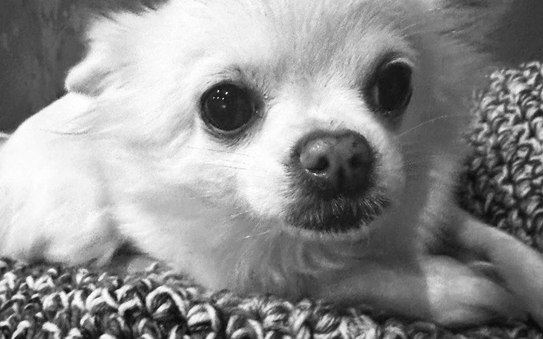 Poppy Watson