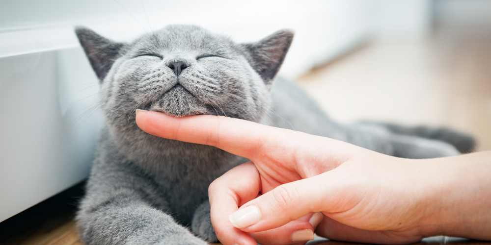 Pet Ashes Keepsake - Cat being stroked - Companions Haven Ltd