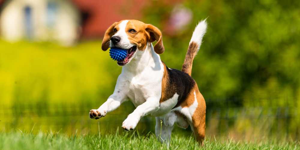 Pet Ashes Keepsake - Dog Playing Fetch - Companions Haven Ltd