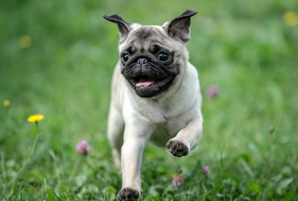 Keep Your Pet Close with a Pet Ashes Keepsake