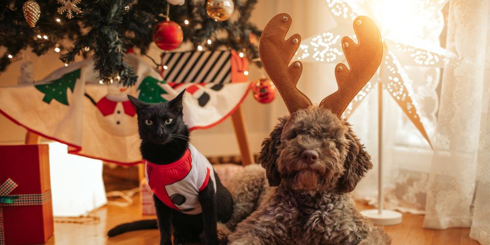 End of Year Blog - Christmas dog and cat - Companions Haven Ltd