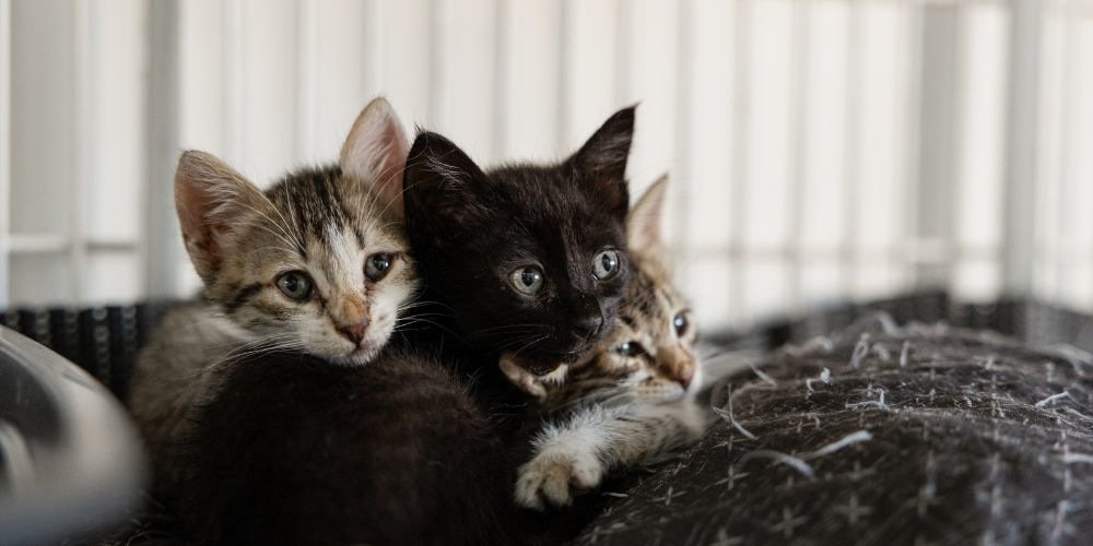 Pet Dies at Home - Cuddled Up Cats - Companions Haven Ltd