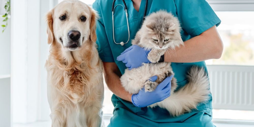 Pet Dies at Home - Dog And Cat With Vet- Companions Haven Ltd