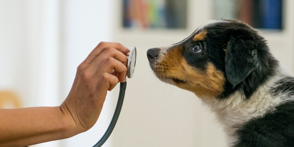 Pet Dies at Home - Dog Looking At A Stethoscope - Companions Haven Ltd