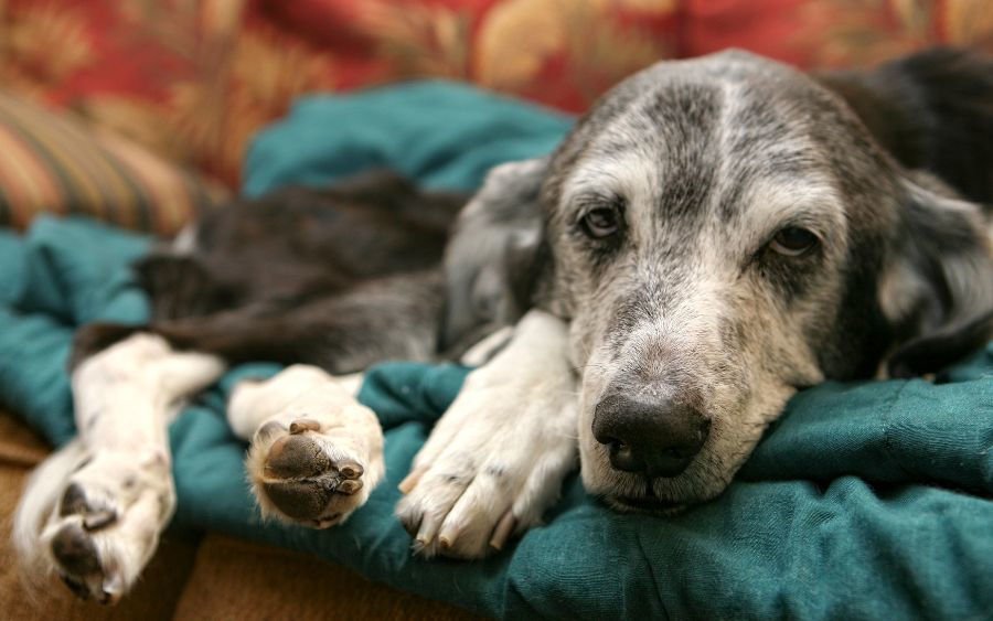 Pet Dies at Home - Old Companion - Companions Haven Ltd
