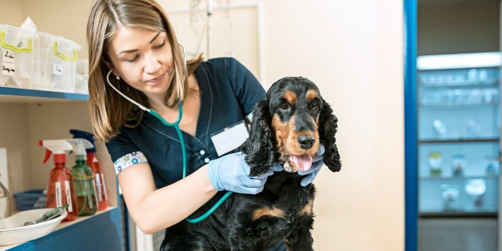Pet Dies at Home - Vet With Dog - Companions Haven Ltd