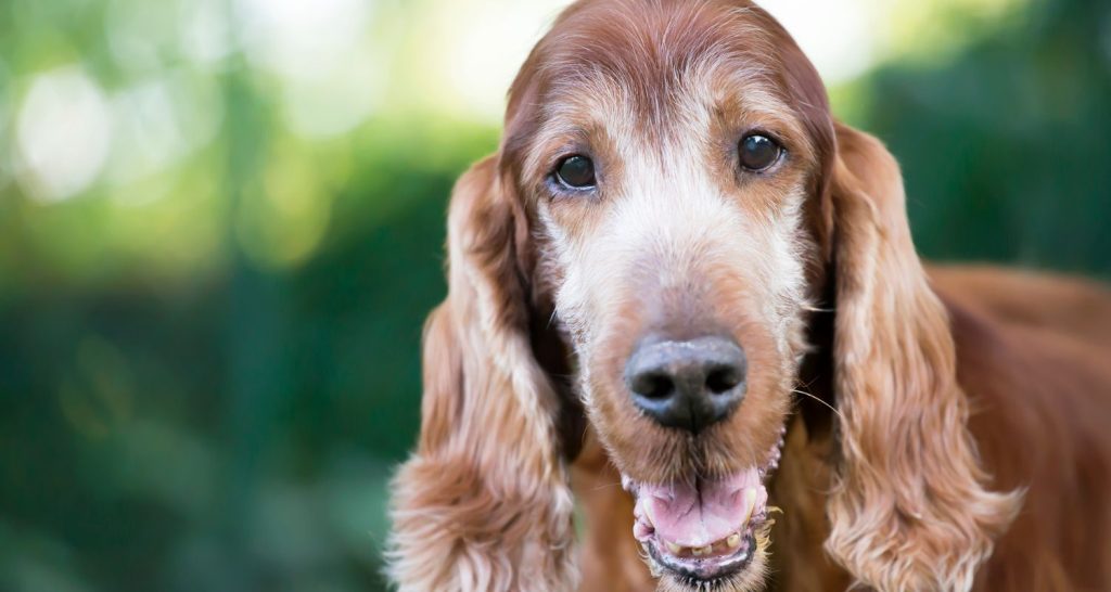 Dog Cremation Services - Brown Dog with Long Ears - Companions Haven Ltd
