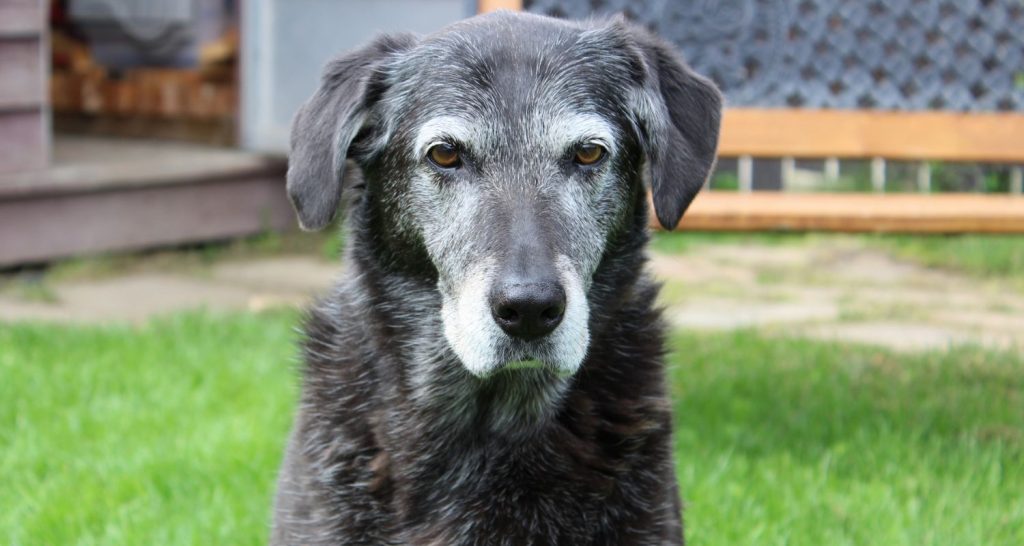 Dog Cremation Services - Dog with Grey Face - Companions Haven Ltd
