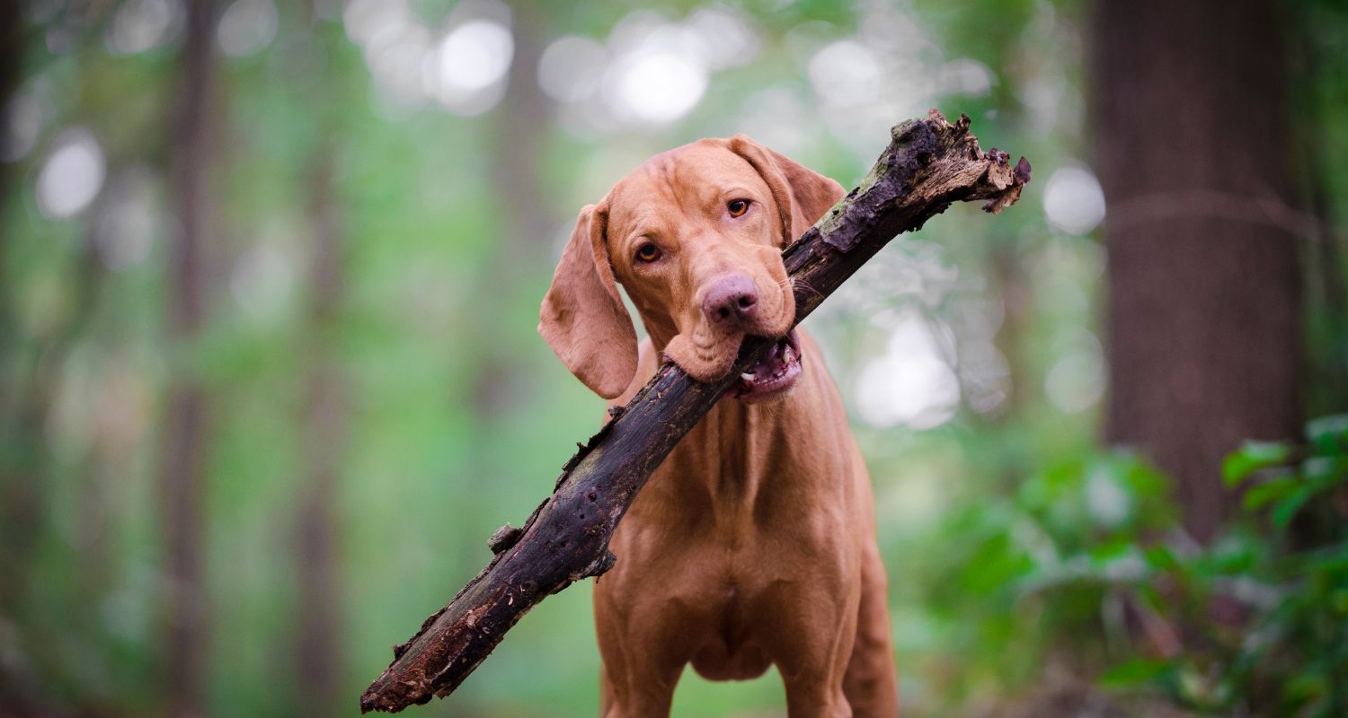 Dog Cremation Services - Dog with Stick - Companions Haven Ltd