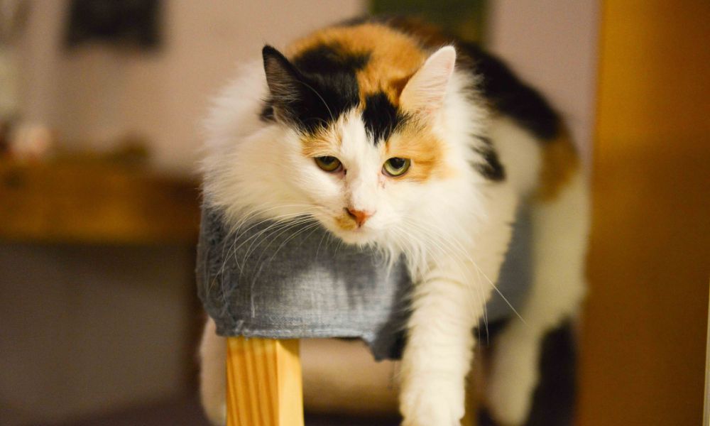 Cat Cremation Bristol - Calico Cat Resting on Cushion - Companions Haven Ltd