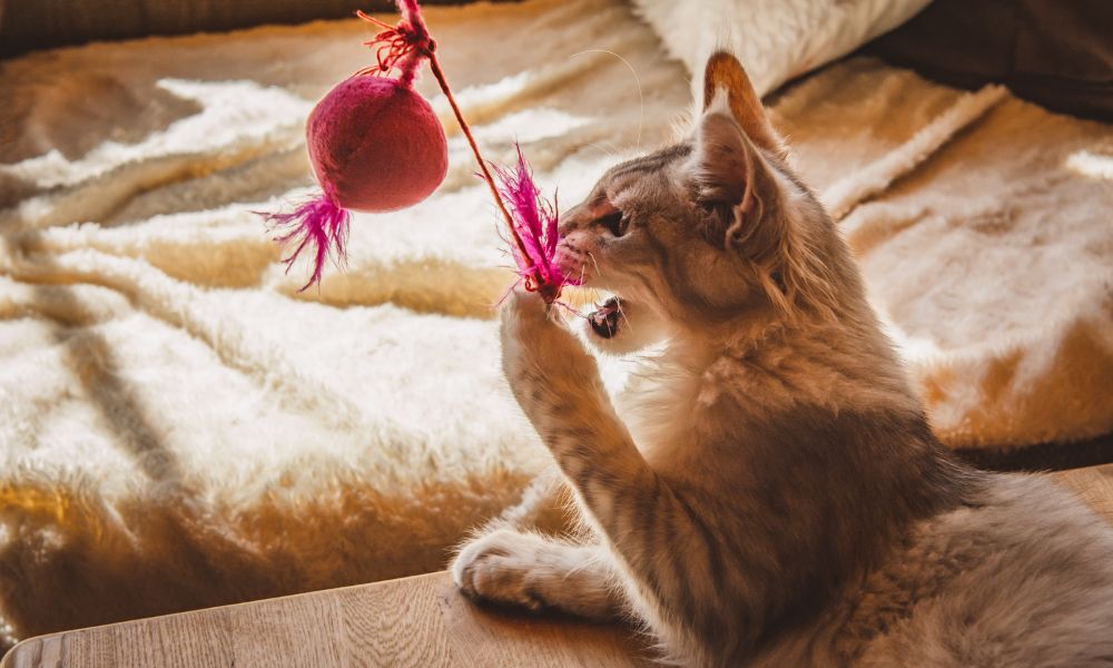 Cat Cremation Bristol - Cat Playing with a Toy - Companions Haven Ltd