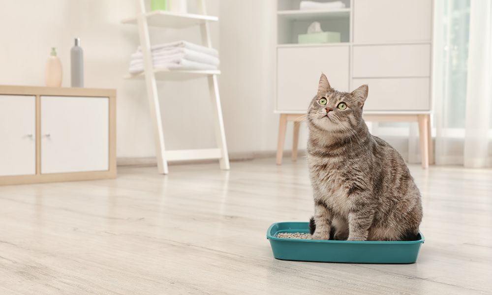 Cat Cremation Bristol - Grey Cat in Litter Box - Companions Haven Ltd
