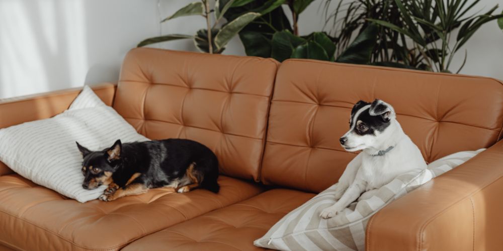 Understanding Pet Cremation Services - 2 Dogs on a Sofa - Companions Haven Ltd