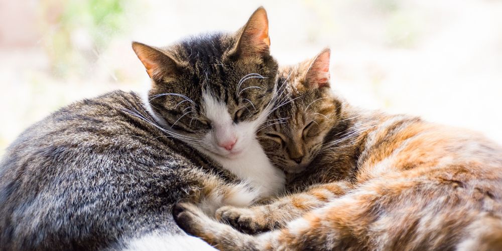 Understanding Pet Cremation Services - Cats Cuddling - Companions Haven Ltd