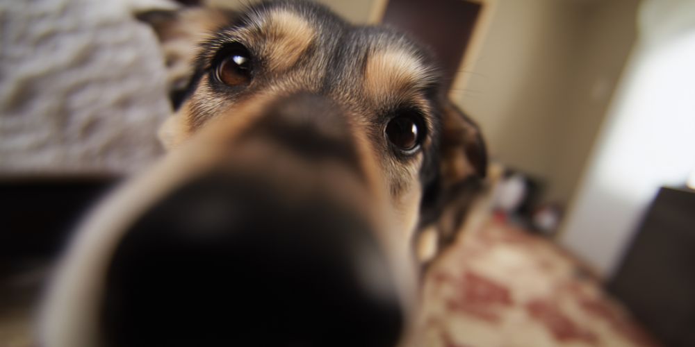 Understanding Pet Cremation Services - Dog Sniffing - Companions Haven Ltd