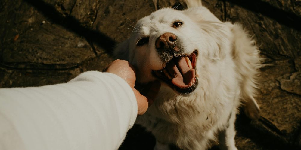 Understanding Pet Cremation Services - Happy Dog - Companions Haven Ltd