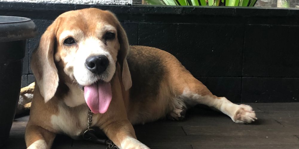 Understanding Pet Cremation Services - Old Beagle - Companions Haven Ltd