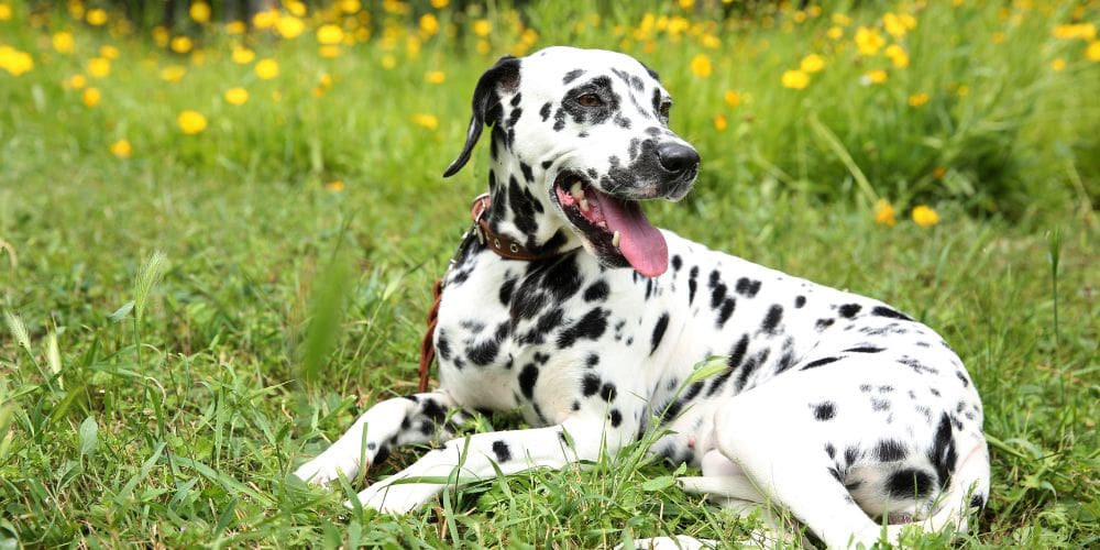Dog Cat and Pet Cremation Services - Dalmatian - Companions Haven Ltd