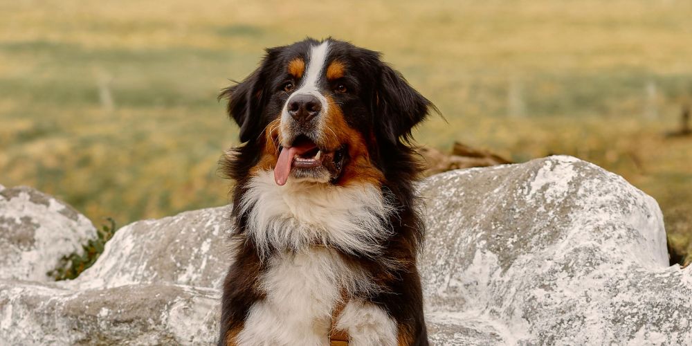 Dog Cat and Pet Cremation Services - Dog with Tongue Out - Companions Haven Ltd