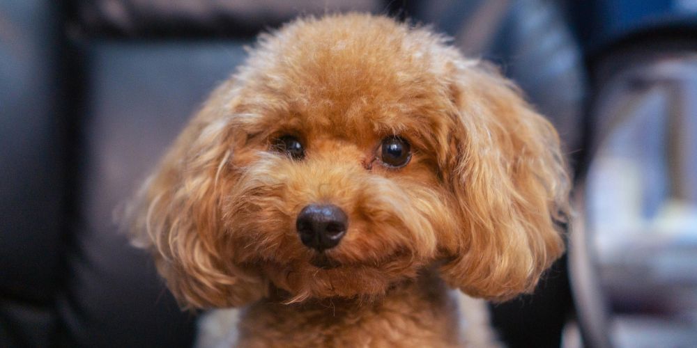 Dog Cat and Pet Cremation Services - Small Brown Dog - Companions Haven Ltd