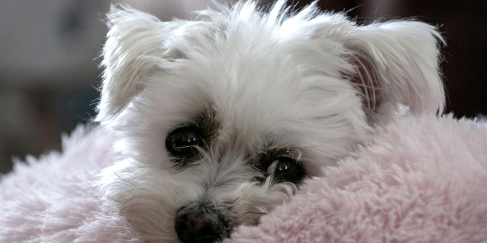 Dog Cat and Pet Cremation Services - Snuggled Up Dog - Companions Haven Ltd