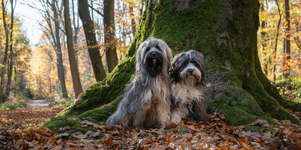 Dog Cat and Pet Cremation Services - Two Dogs in the Woods - Companions Haven Ltd