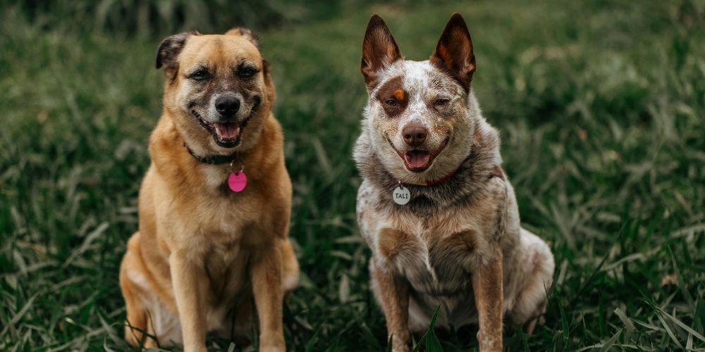 Dog Cat and Pet Cremation Services - Two Old Dogs - Companions Haven Ltd