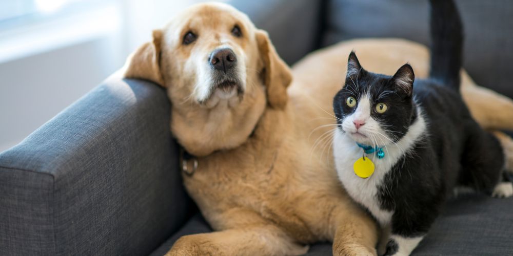 What Happens at a Pet Crematorium - Dog and cat sat on sofa - Companions Haven Ltd