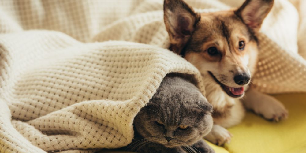 What Happens at a Pet Crematorium - Dog and cat under blanket- Companions Haven Ltd