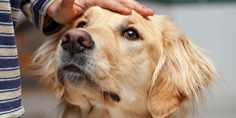What Happens at a Pet Crematorium - Golden dog receiving pat on the head- Companions Haven Ltd