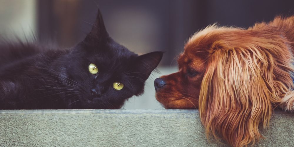 What Happens at a Pet Crematorium - dog and cat on the arm of a sofa - Companions Haven Ltd