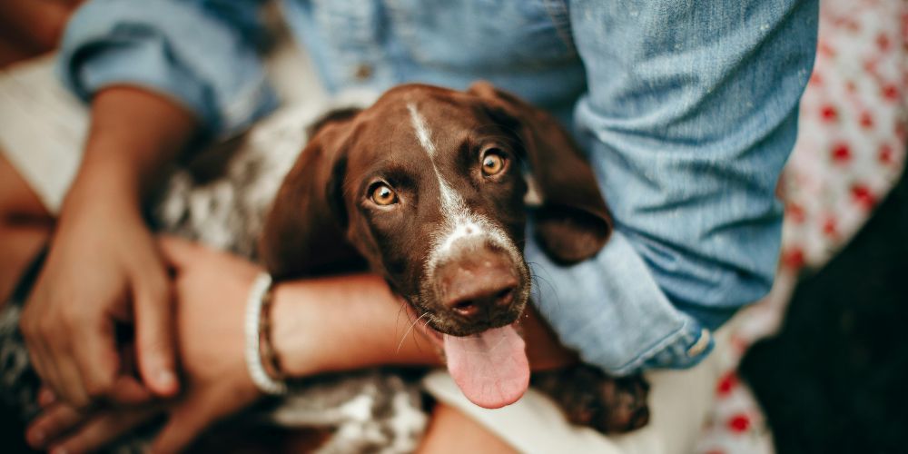What Happens at a Pet Crematorium - dog with it's tongue out on owners lap - Companions Haven Ltd